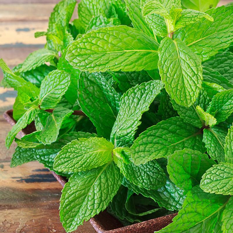 Mách nhỏ những mẹo làm đẹp với lá bạc hà cực hay