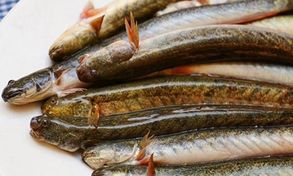 có thể ăn cá kèo sau phun môi