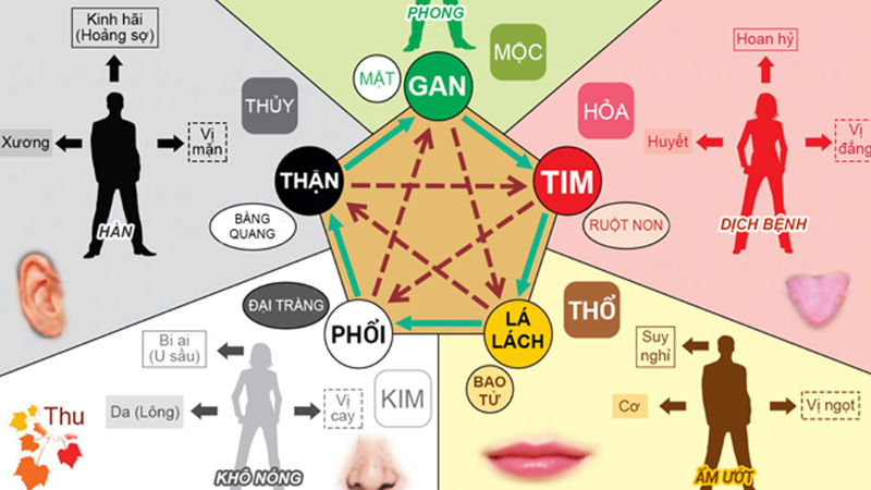 Nguyên lý ngũ hành trong đông y